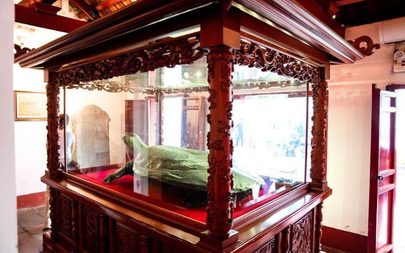 Le premier spécimen de la tortue sacrée