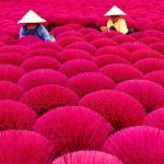 Village de l’encens de Quang Phu Cau