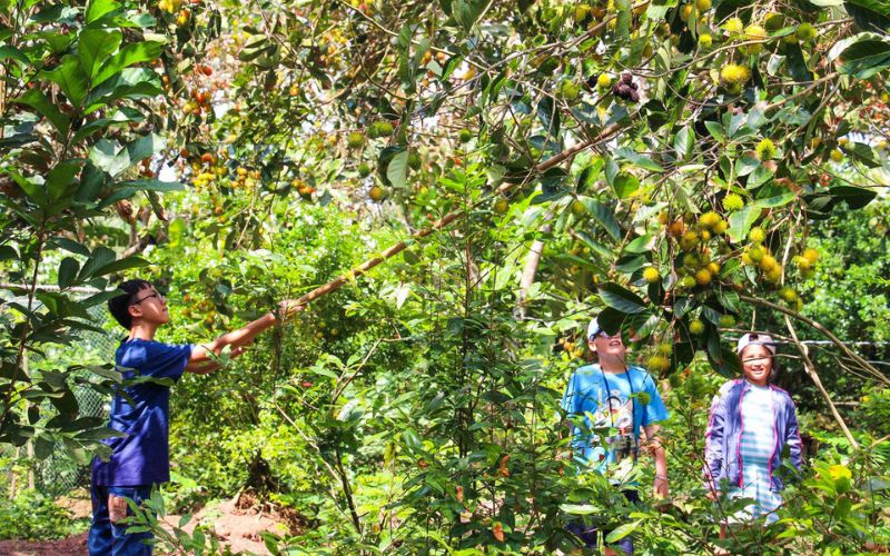 Lors de votre voyage à Côn Son, n’oubliez pas visiter les vergers de divers fruits exotiques