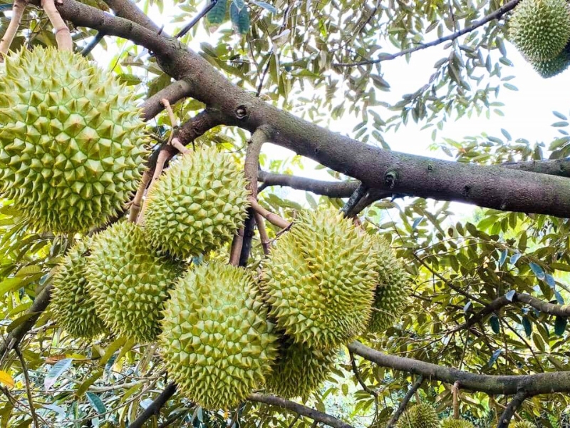 Verger des durians