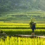 ban hang eo ken pu luong