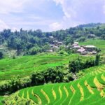 y linh ho lao chai ta van