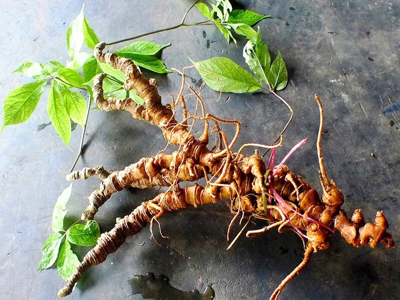 Ginseng de Ngoc Linh