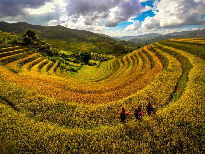 Mu Cang Chai dans la saison dorée