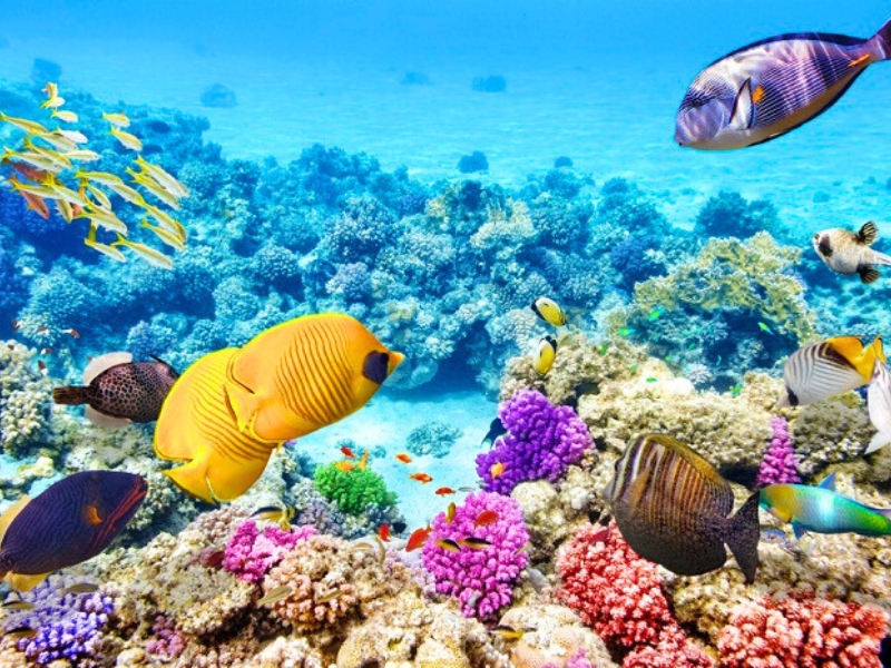 Écosystème sous-marin spectaculaire de Hon Mun