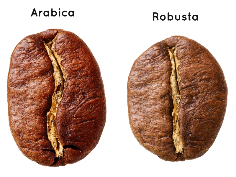 Arabica vs Robusta : l’un séduit par sa finesse et son acidité, l’autre par sa puissance et son intensité
