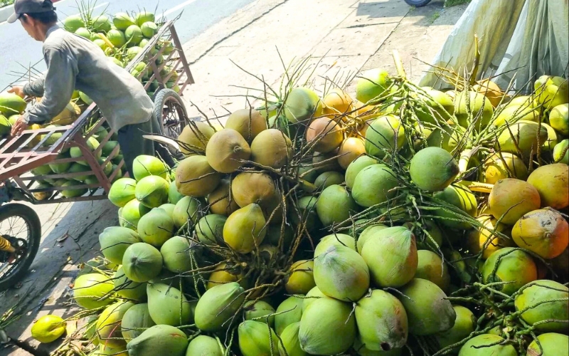 Dua (Noix de coco), symbole des tropiques vietnamiens, source de fraîcheur et d’énergie naturelle