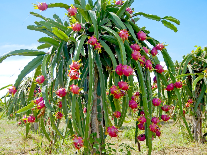 Les vergers de fruit du dragon, chargés de fruits mûrs, dessinent un paysage tropical éclatant au Vietnam