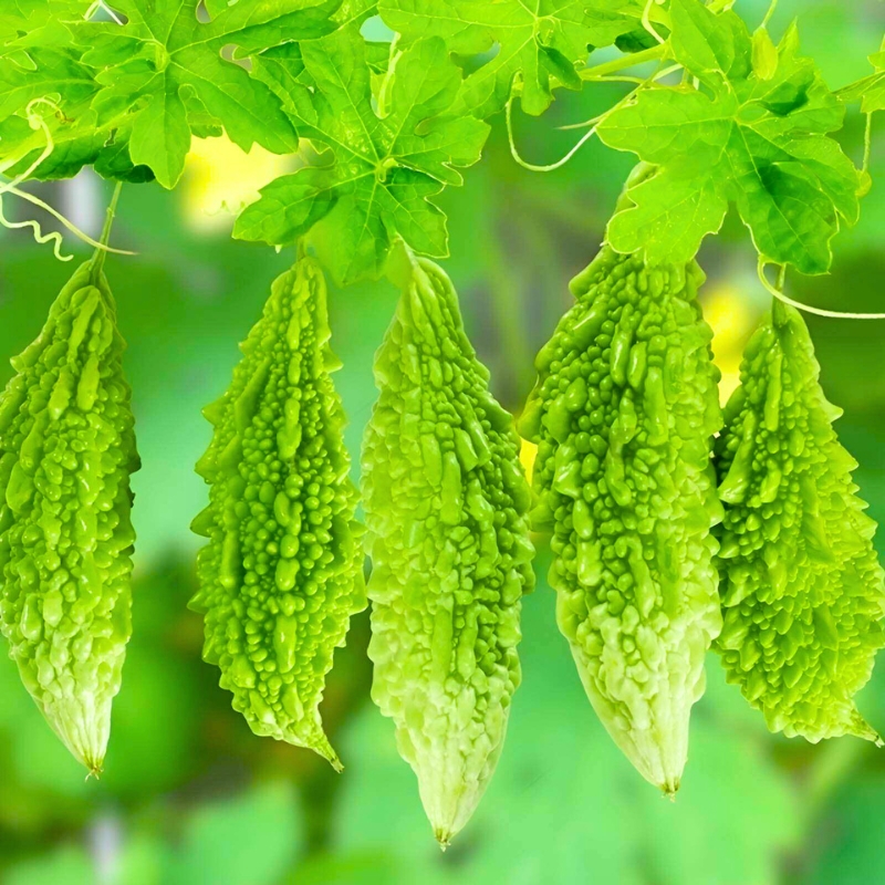 Muop dang – le concombre amer, un légume au goût unique de la cuisine vietnamienne