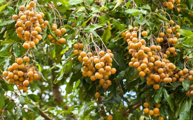 Sous le soleil du Nord du Vietnam, les grappes dorées de nhan (longane) embaument les vergers : un fruit sucré et parfumé, symbole de l’été vietnamien